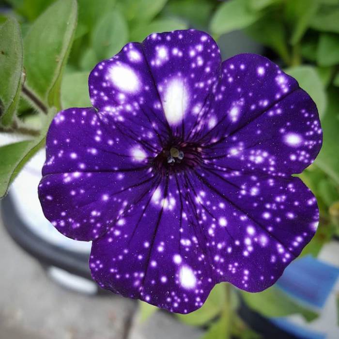 Петуния ампельная Ночное Небо